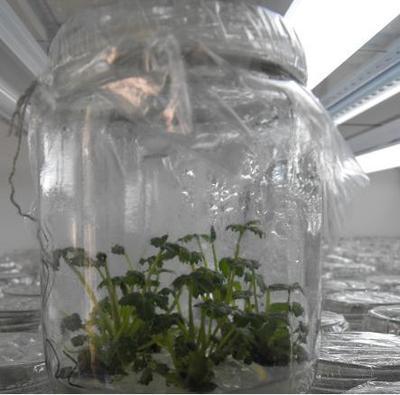 江苏草莓苗-江苏草莓苗|江苏草莓苗基地1-江苏草莓|江苏草莓供应|江苏草莓基地 (江苏草莓基地,江苏草莓供应,江苏草莓,邳州草莓,江苏银杏苗木,江苏银杏苗) 公司产品(生意通网站,商业搜索,网络推广)|金泉网商务网站